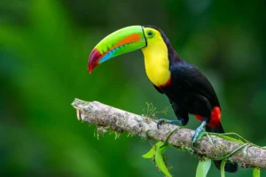 Costa rica photo tour november 2024