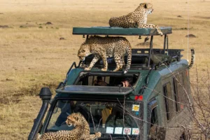 Maasai mara big cats and rhino photo safari kenya october 2025