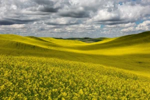 Washingtons palouse region photo workshop usa june 2025