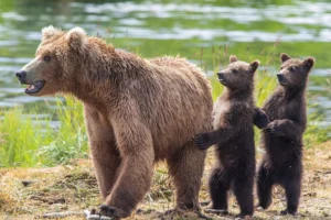 Alaska bears photo tour usa july 2026