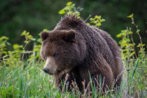 Alaska fjords photography workshop usa may 2026
