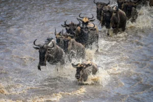 The big migration photo safari tanzania september 2025