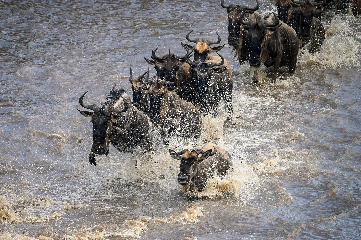 The big migration photo safari tanzania september 2025