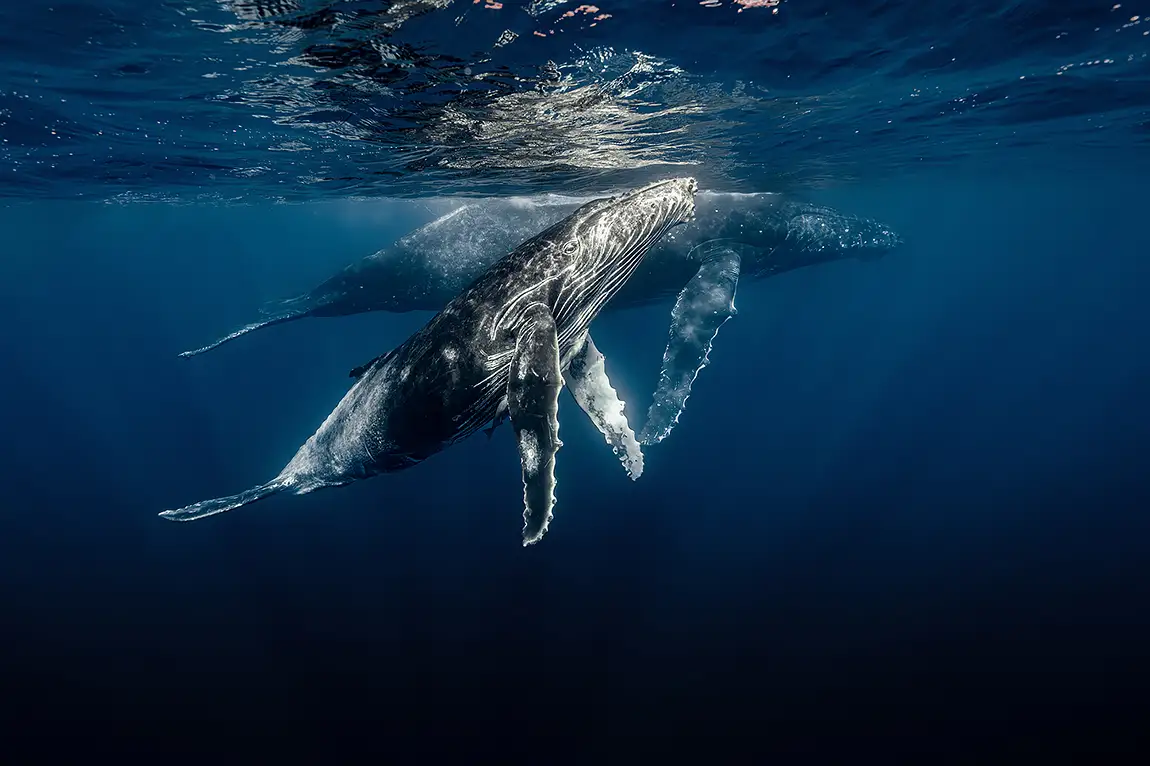 Moorea humpback whale photo expedition, french polynesia, august 2025